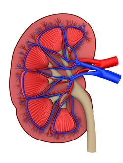 Kidney crosssection.jpg