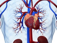Heart arteries.jpg