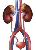 Kidney bladder.jpg