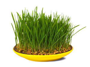 Wheat grass.jpg