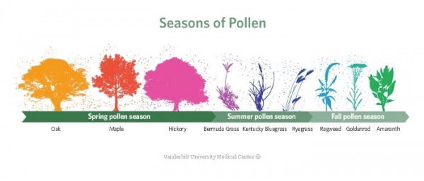 Pollen3.jpg