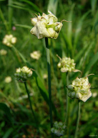Wild-garlic-bulbs1253.jpg