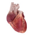 Heart muscle.jpg